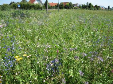 Blumenwiese in Salzkotten