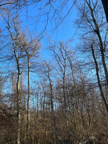 Absterbende Buchen im Tudorfer Wald