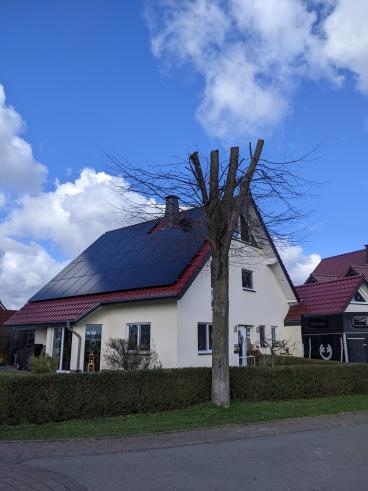 Stadt stellt Strafanzeige wegen illegalem Baumschnitt